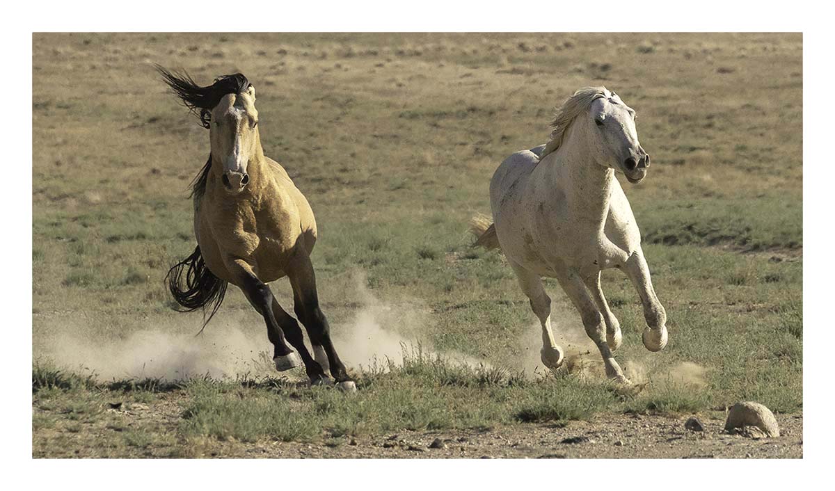 BCJ Wild Horses of Utah